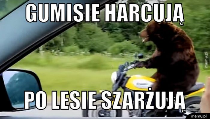Gumisie harcują po lesie szarżują