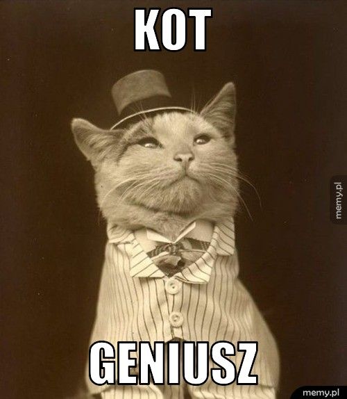 kot geniusz