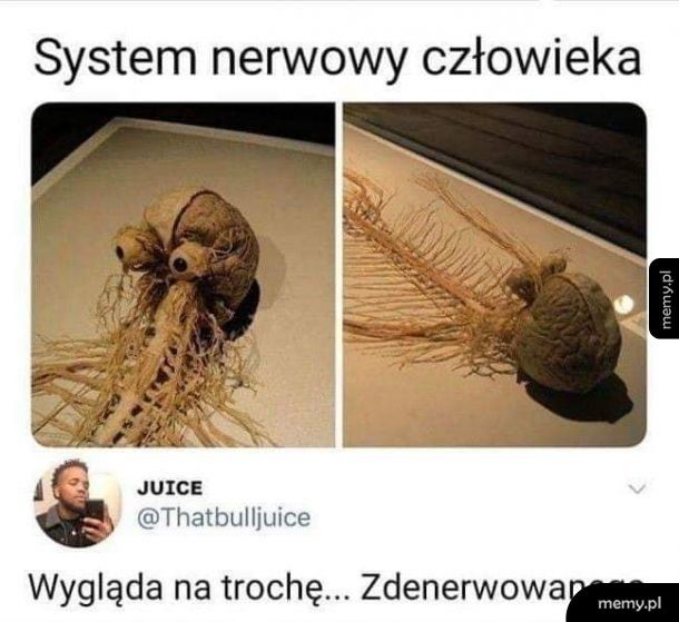 System nerwowy