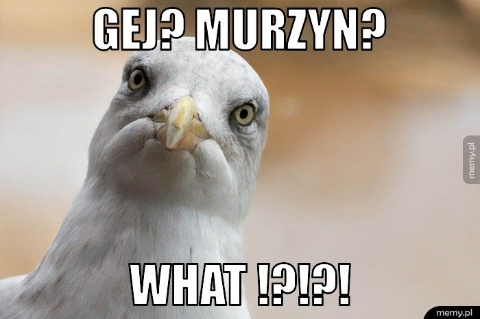 Gej? Murzyn? What !?!?!