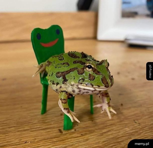 To tylko żaba na żabim krześle, scrolluj dalej