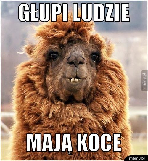 GŁUPI LUDZIE MAJĄ KOCE
