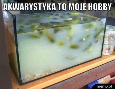 Akwarystyka to moje hobby 