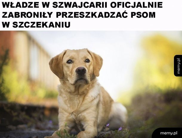 Prawa psów w Szwajcarii