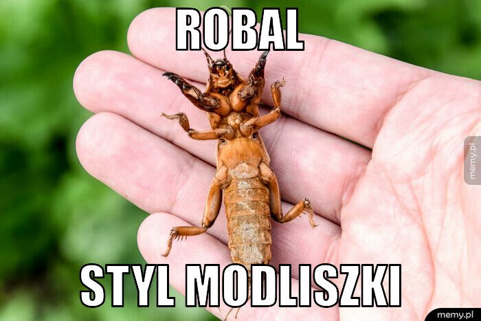 robal styl modliszki