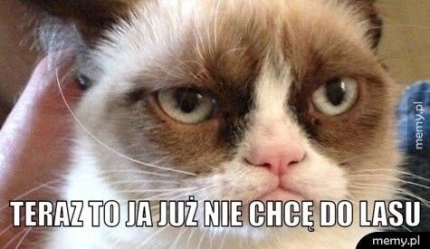  Teraz to ja już nie chcę do lasu 