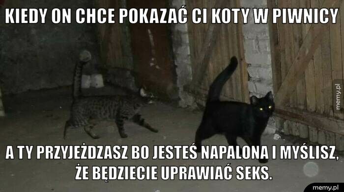 Kiedy On chce pokazać ci koty w piwnicy A ty przyjeżdzasz bo jesteś napalona i myślisz, że będziecie upr
