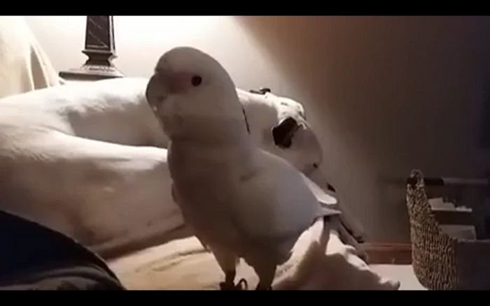   Papuga