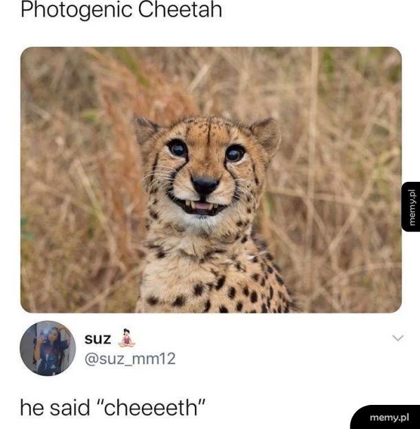 Uśmiechnięty gepard :)