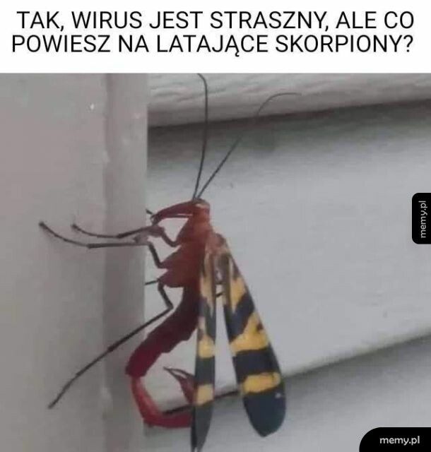 Latający skorpion