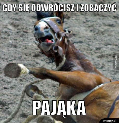 gdy się odwrócisz i zobaczyć  pająka 