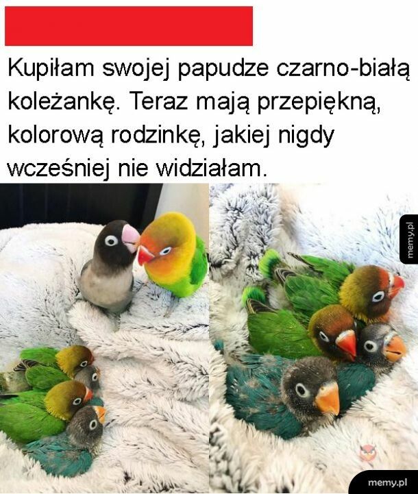 Papugi