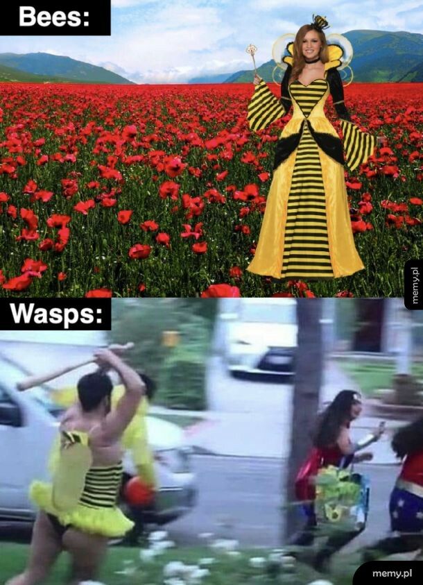 Bees vs wasps