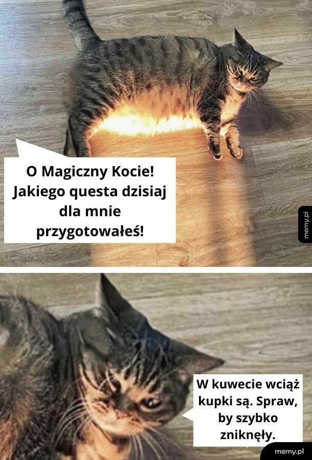 Magiczny Kot