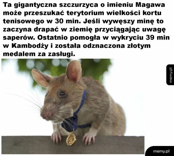 Szczurzyca na medal