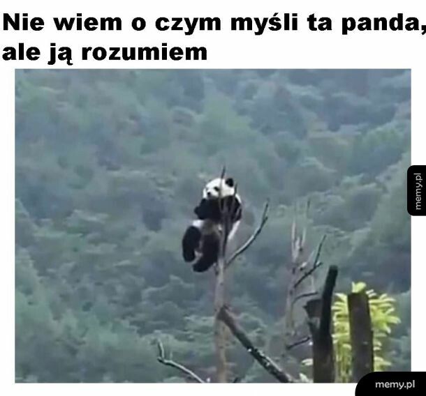 Zrozumienie dla pandy