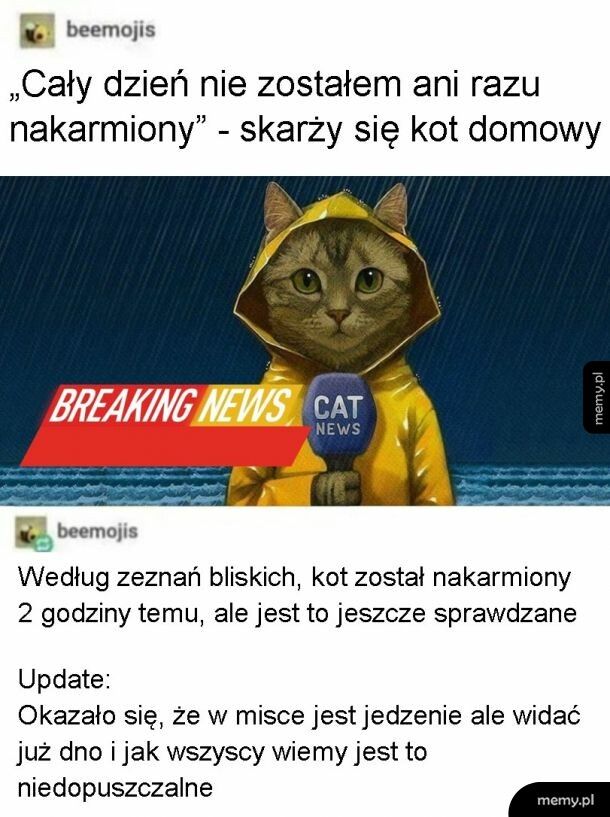 Cat news