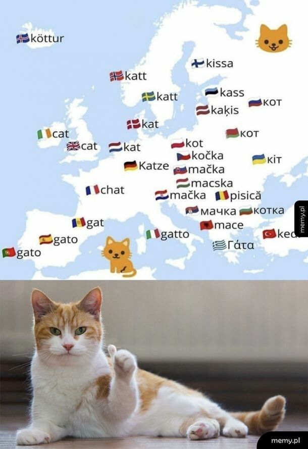 Kot w różnych językach