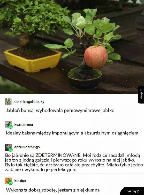 Prawilna jabłonka