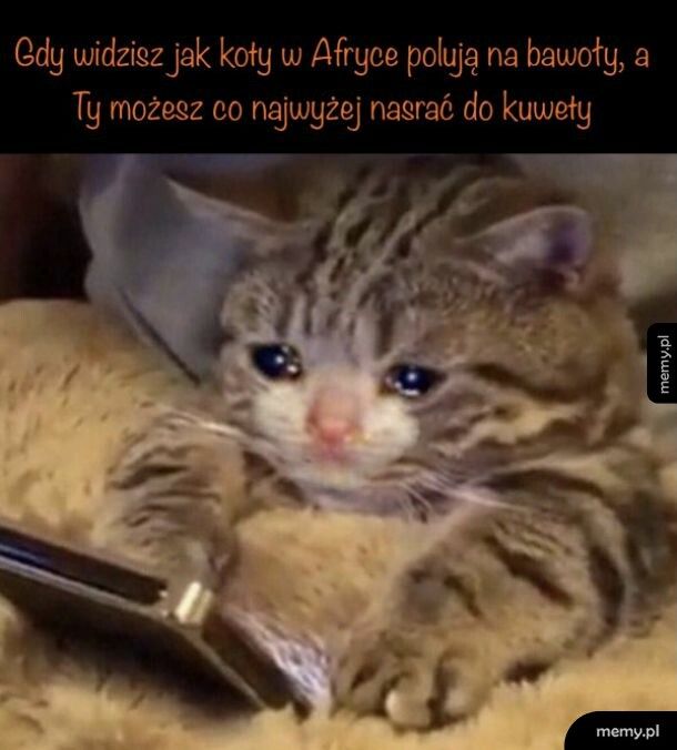 Koty w Afryce
