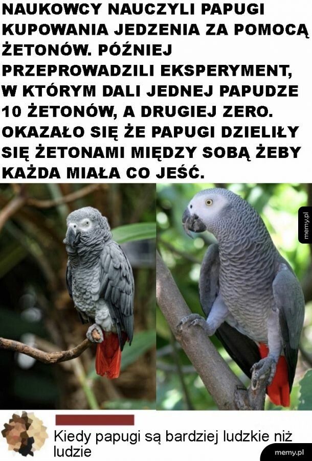 Ludzkie papugi