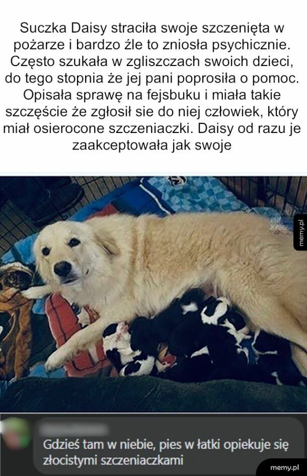 Adopcja szczeniaków