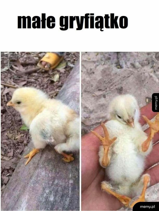 Zmutowany kurczaczek