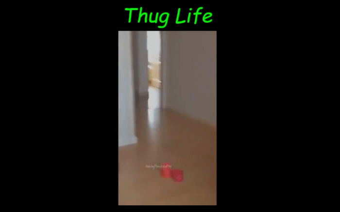   Papuga