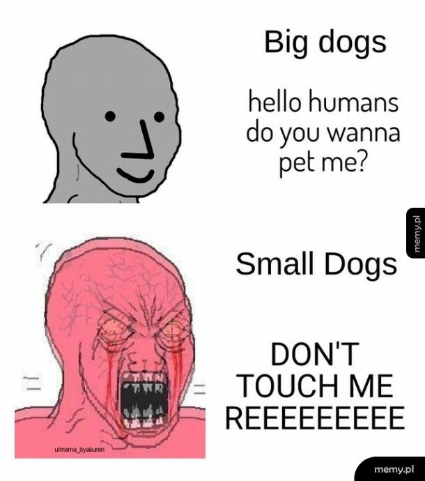 Małe psy są najgorsze