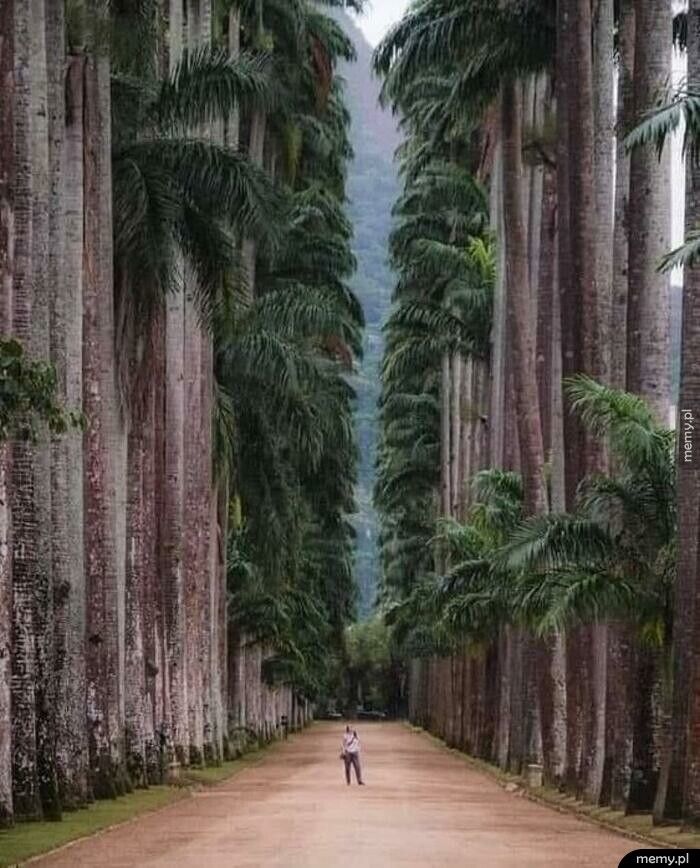 Niesamowity park w Rio de Janeiro