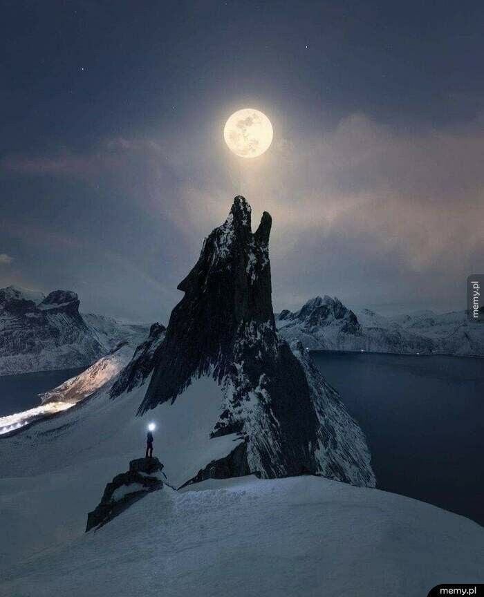 Wilk wyjący do księżyca
