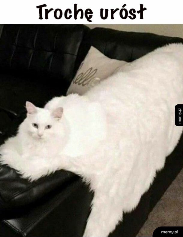 Koteł gigant