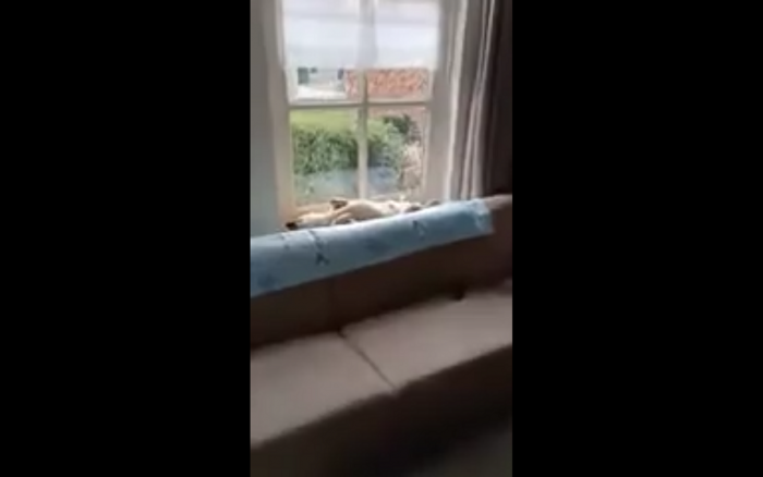 No i co się gapisz?!