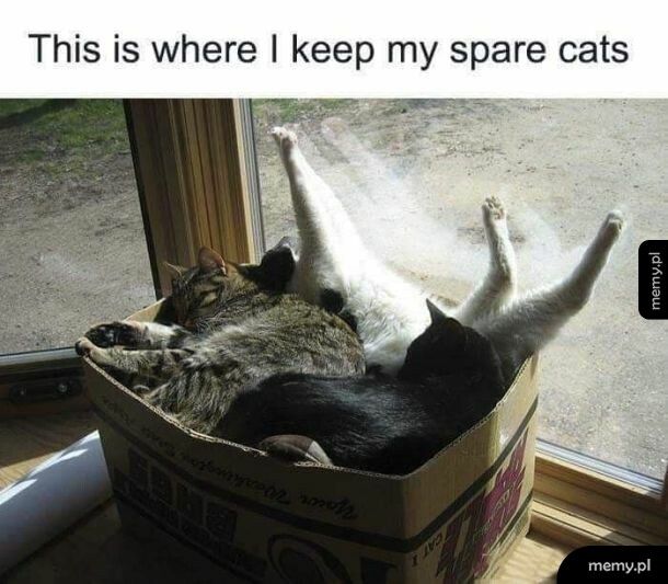 A czy Wy macie pudło z zapasowymi kotami?