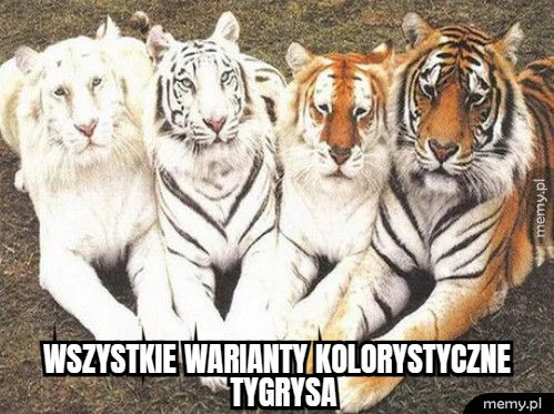              wszystkie warianty kolorystyczne 
                       tygrys