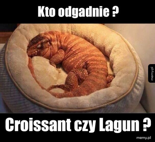 Croissant czy lagun?