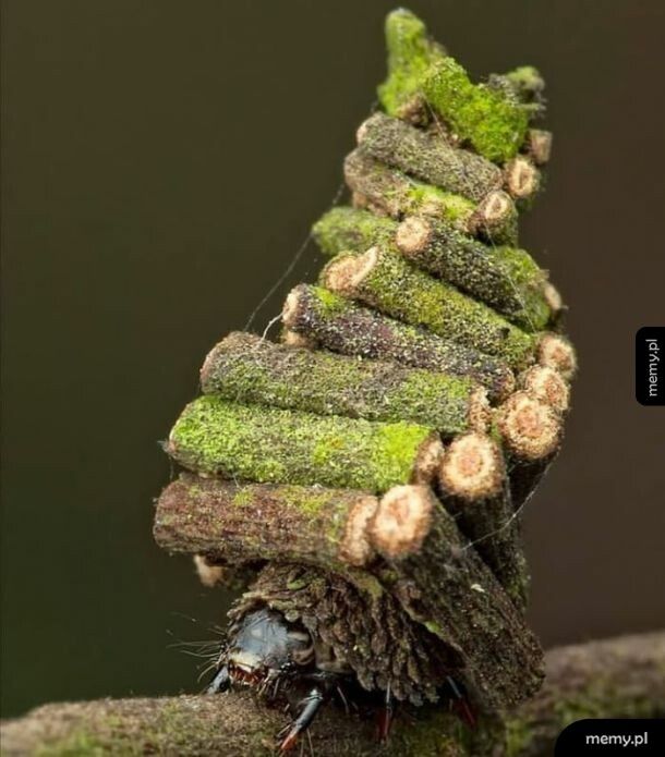 To gąsienica ćmy Bagworm. Zbiera liście, małe gałązki i ziemię, aby zbudować „chatę z bali”. W którym spędzi resztę życia.
