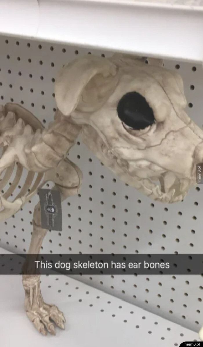 Dlaczego szkielet psa ma uszy?