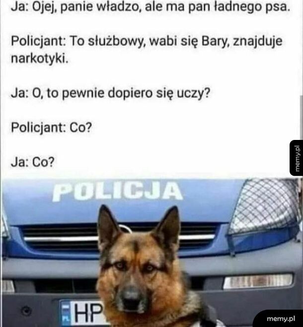 Pies policyjny