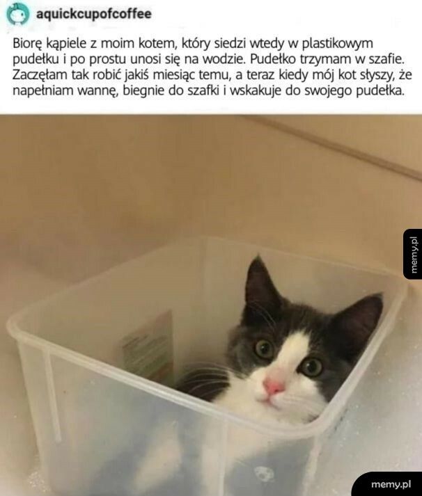 Kąpiele z kotem