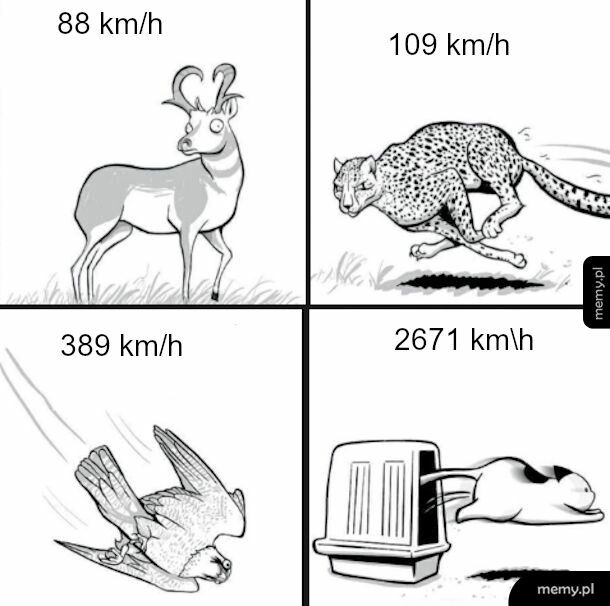Prędkości zwierząt