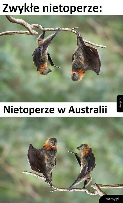 Nietoperze w Australii