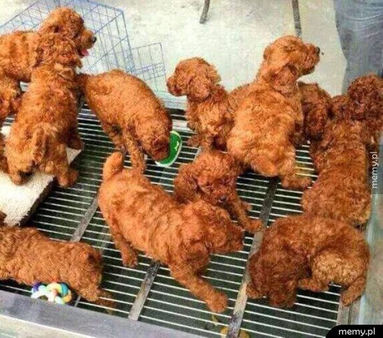 Wyglądają jak smażone kurczaki