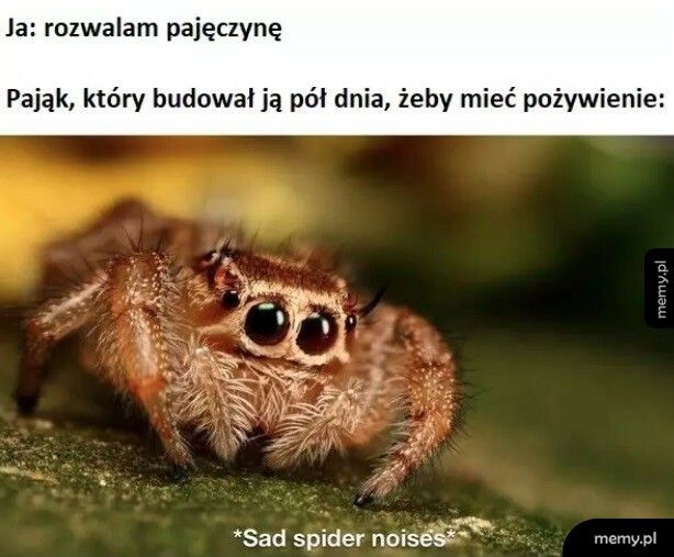 Smutny pająk