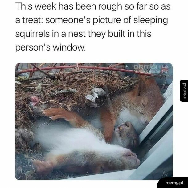 Śpiące wiewiórki, które zbudowały gniazdo na oknie