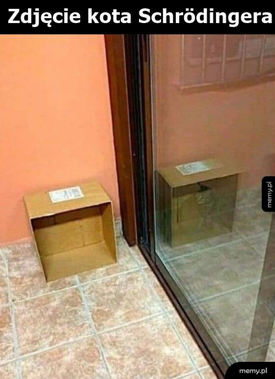 Zdjęcie kota Schrödingera