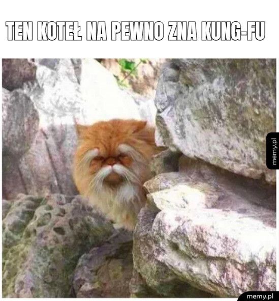 ten koteł na pewno zna kung-fu 