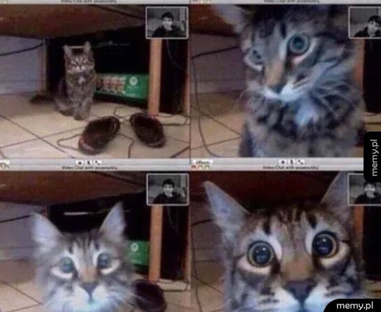 Kiedy twój kot rozpozna cię na Skypie