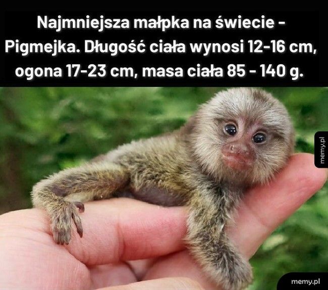 Najmniejsza małpka na świecie