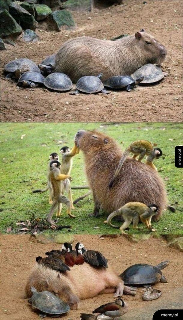 Kapibara z kumplami